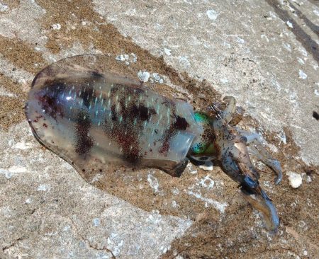 少し難しくなってきた越前デイエギング